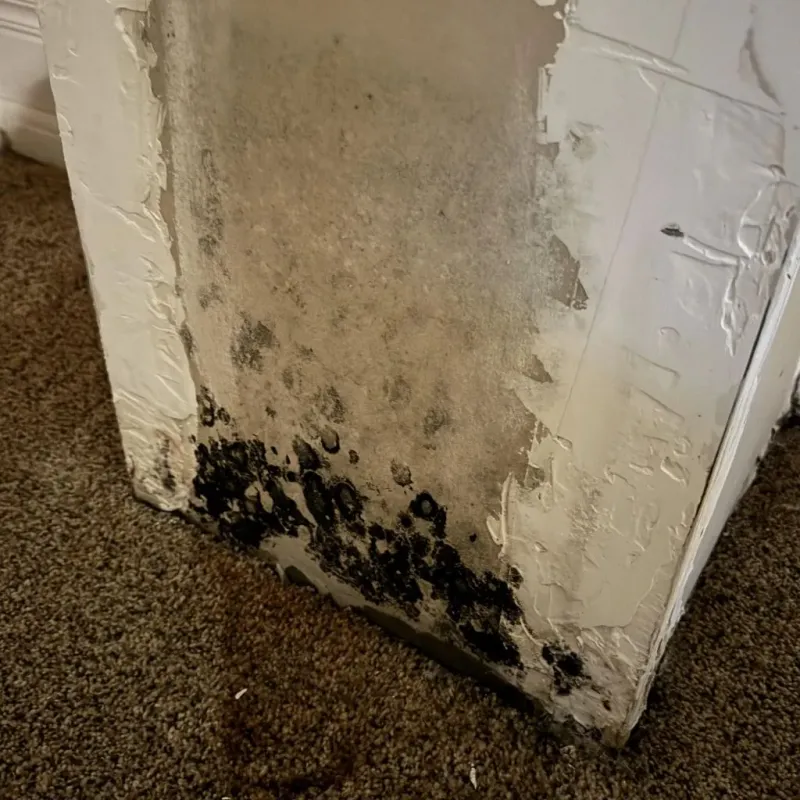 Professional Mold Removal in City of Bedford, VA